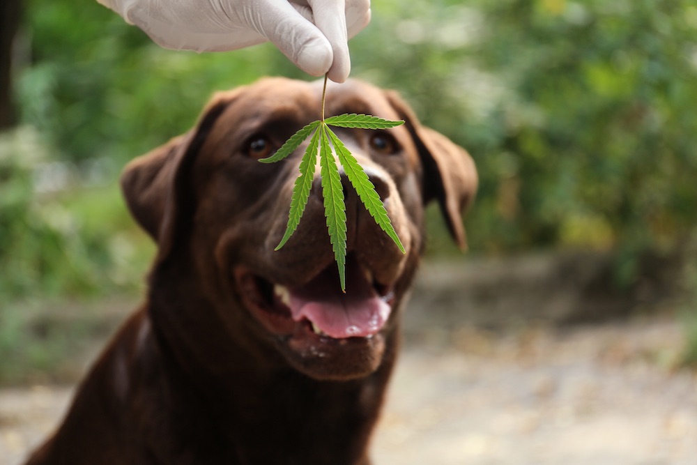 CBD Oil for Dogs